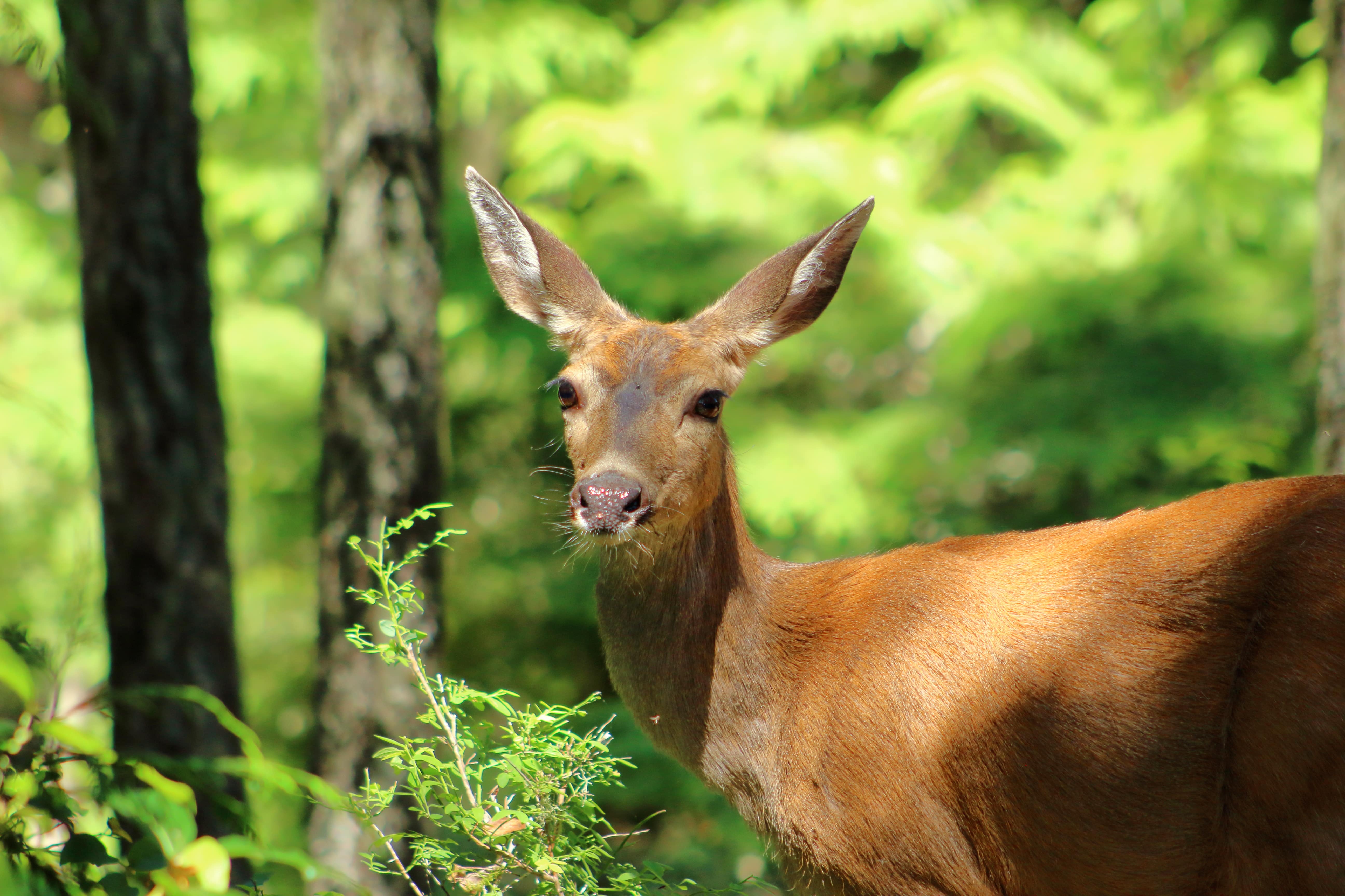 Deer Photo